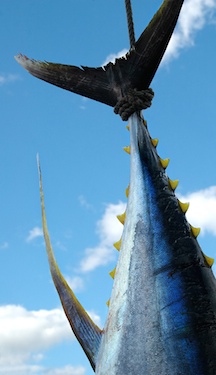 Yellowfin tuna tail