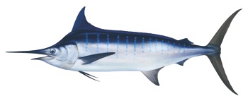 Blue marlin (Makaira nigricans)