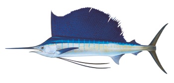 Indo-Pacific Sailfish (Istiophorus platypterus)