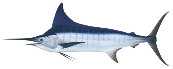 Striped marlin (Tetrapterus audax)