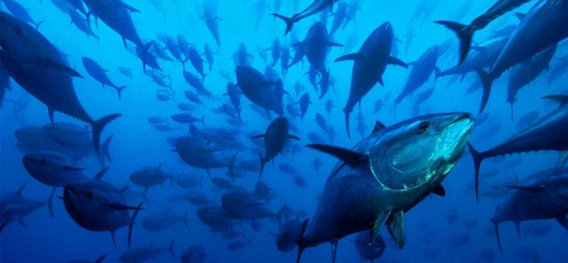 Iotc Indian Ocean Tuna Commission Commission Des Thons De L Ocean Indien Iotc Indian Ocean Tuna Commission Commission Des Thons De L Ocean Indien